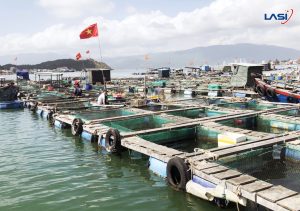 Khám Phá Xu Hướng Nuôi Trồng Thủy Sản Bền Vững Tại Việt Nam 2025