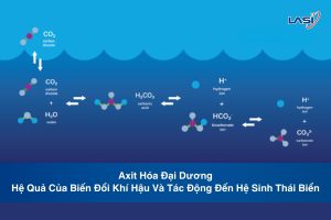 Axit Hóa Đại Dương: Hệ Quả Của Biến Đổi Khí Hậu Và Tác Động Đến Hệ Sinh Thái Biển