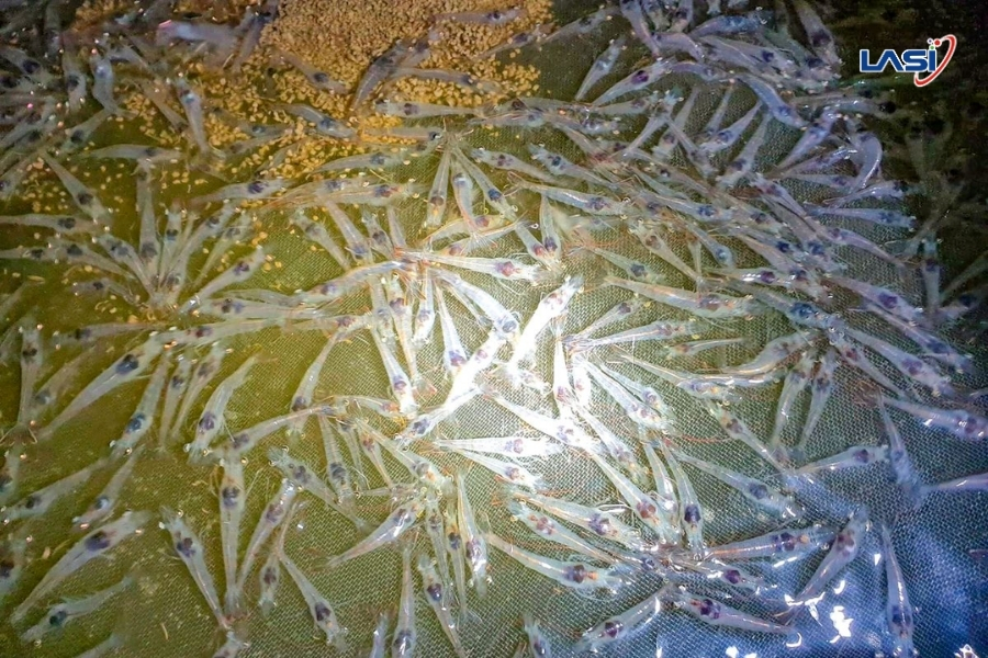 Quan Trắc NH4 – Chìa Khóa Đảm Bảo Năng Suất Và An Toàn Sinh Học