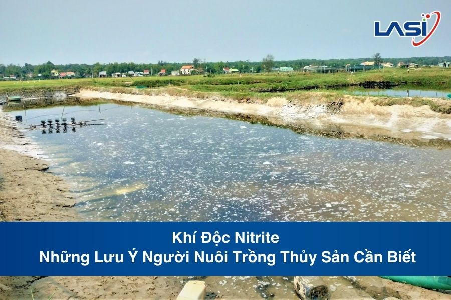 Khí Độc Nitrite: Những Lưu Ý Người Nuôi Trồng Thủy Sản Cần Biết