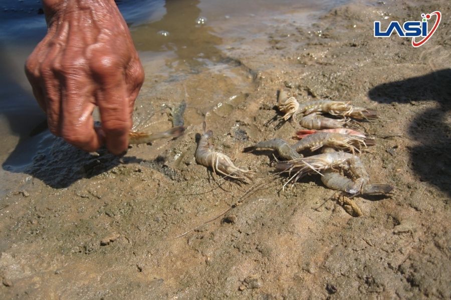 Khí Độc Nitrite: Những Lưu Ý Người Nuôi Trồng Thủy Sản Cần Biết