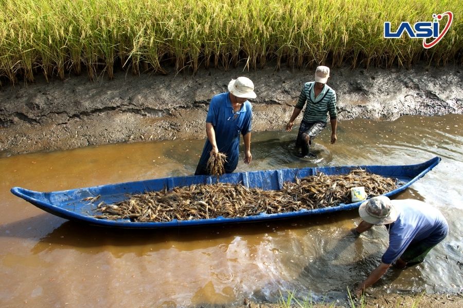Những Biện Pháp Giúp Giảm Phát Thải CH4 Nông Nghiệp