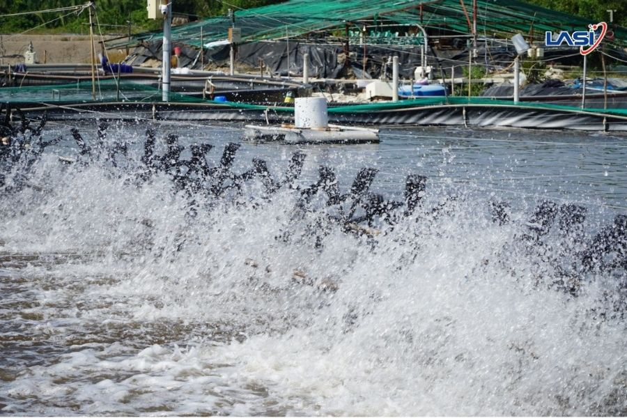 Nuôi Tôm Mùa Mưa: Phòng Và Xử Lý Bệnh Đốm Trắng Ở Tôm