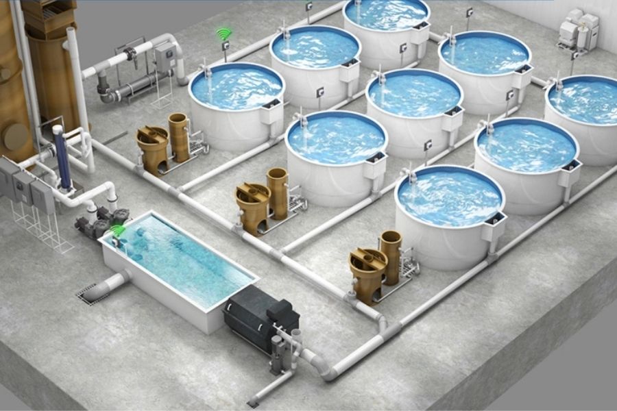 Nâng Cao Năng Suất Với Nuôi Trồng Thủy Sản Bền Vững