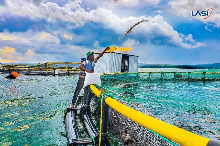 Những Lợi Ích Của Phương Pháp Nuôi Trồng Thủy Sản Hữu Cơ