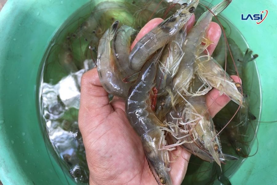 Nuôi Tôm Mùa Mưa Bão: Giải Pháp Ứng Phó