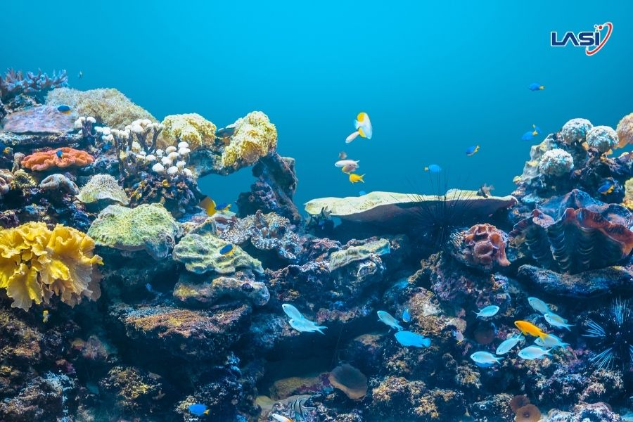 Tìm Hiểu Về Mô Hình MPAs (Marine Protected Areas)