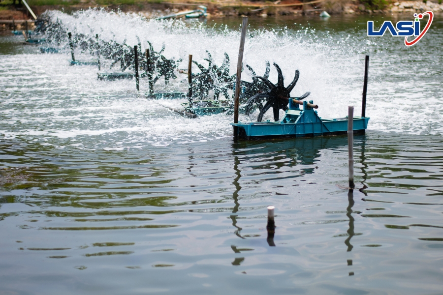 Bí Quyết Quản Lý Ao Nuôi Tôm Mùa Mưa Giúp Hạn Chế Rủi Ro