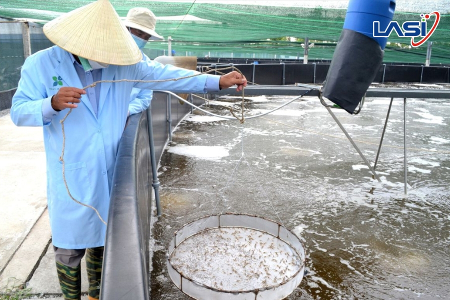 Bí Quyết Quản Lý Ao Nuôi Tôm Mùa Mưa Giúp Hạn Chế Rủi Ro