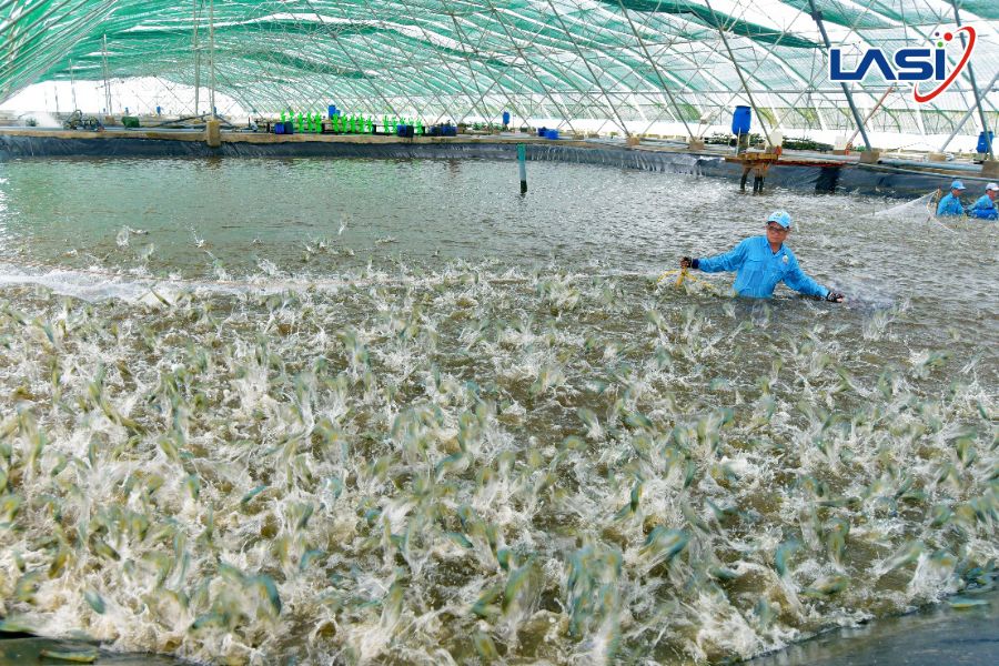 Công Nghệ Và Kĩ Thuật Nuôi Tôm Bền Vững