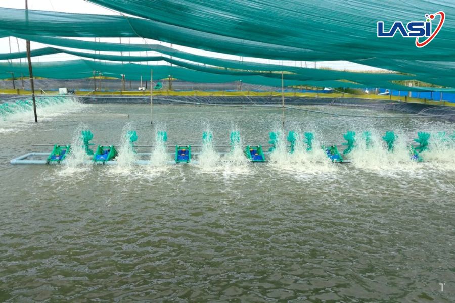 Công Nghệ Và Kĩ Thuật Nuôi Tôm Bền Vững