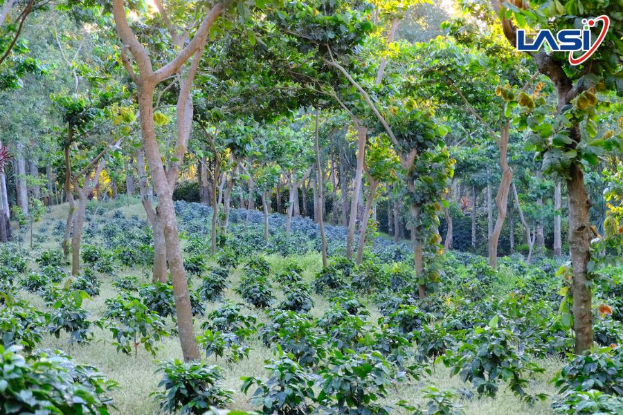 Những Lợi Ích Của Mô Hình Nông Lâm Kết Hợp