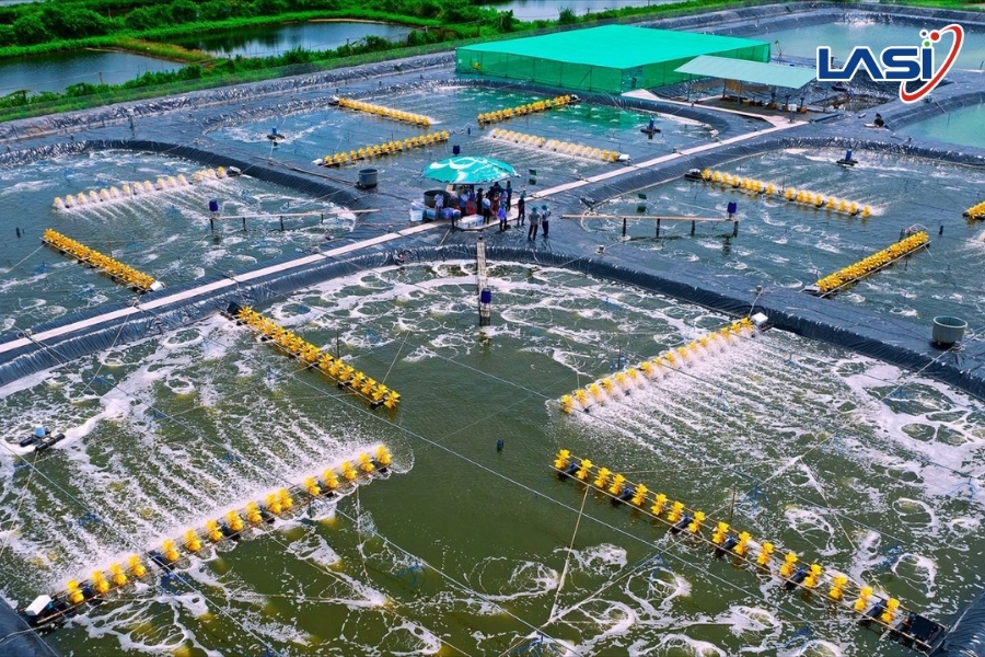 Nuôi Tôm Trong Mùa Mưa: Hướng Dẫn Kiểm Soát Ph, DO Và Độ Mặn Hiệu Quả