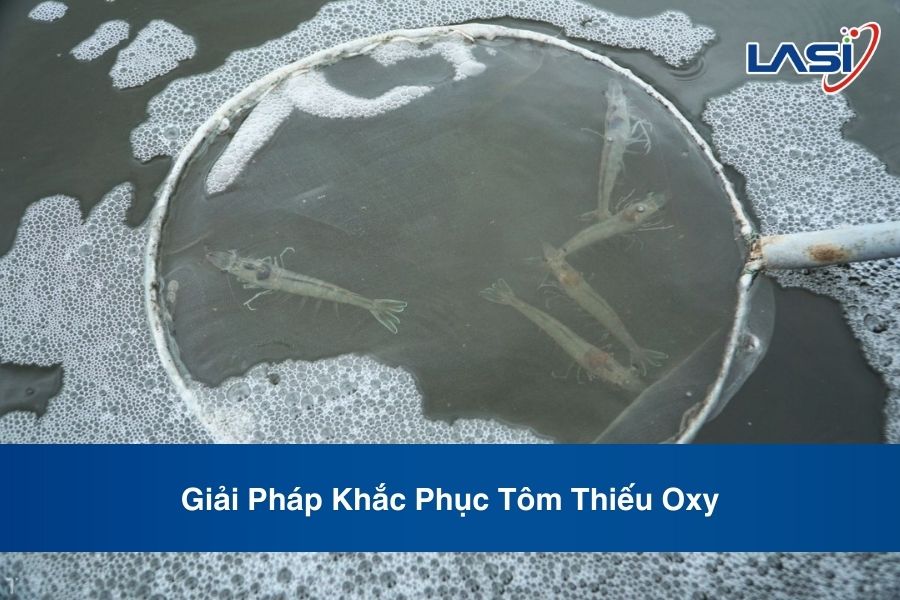 Giải Pháp Khắc Phục Tôm Thiếu Oxy