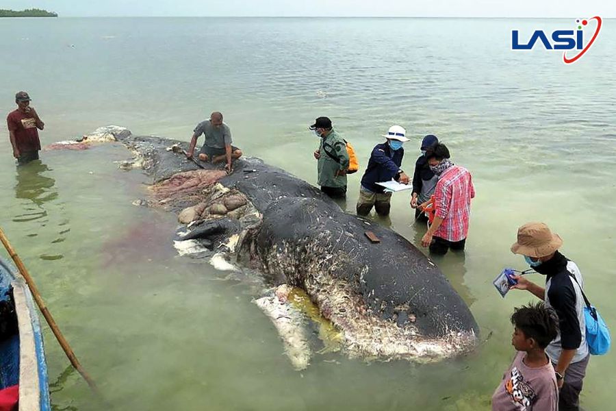 Giải Pháp Quản Lý Xả Thải Trên Biển Trong Giao Thông Hàng Hải