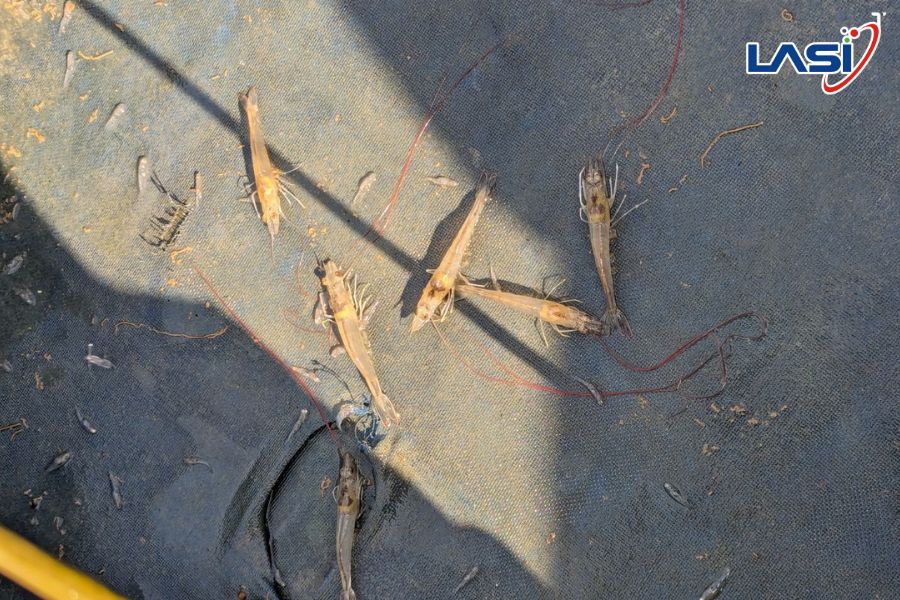 Hiện Tượng Tôm Nổi Đầu: Nguyên Nhân Và Cách Xử Lý