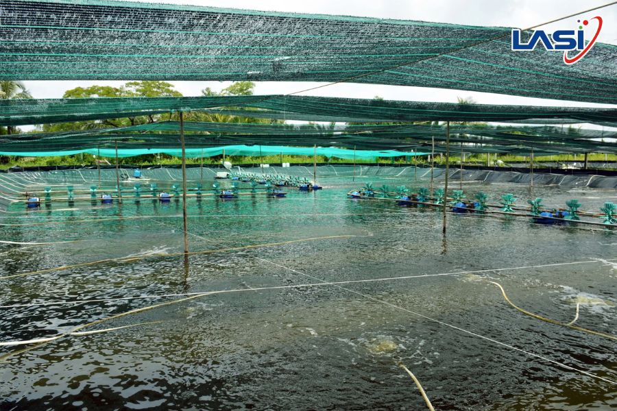 Hiện Tượng Tôm Nổi Đầu: Nguyên Nhân Và Cách Xử Lý