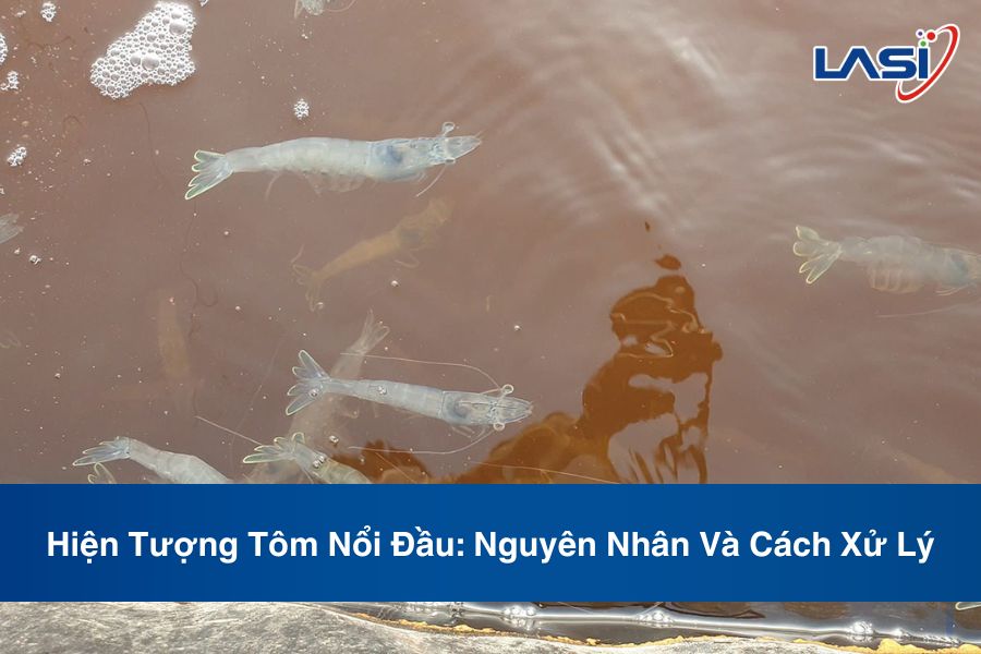Hiện Tượng Tôm Nổi Đầu: Nguyên Nhân Và Cách Xử Lý