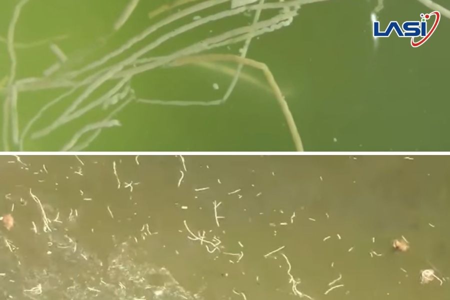 Những Lưu Ý Khi Nuôi Tôm Mùa Nắng Nóng