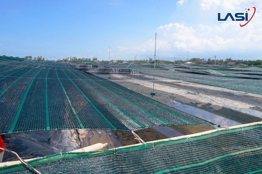 Những Lưu Ý Khi Nuôi Tôm Mùa Nắng Nóng