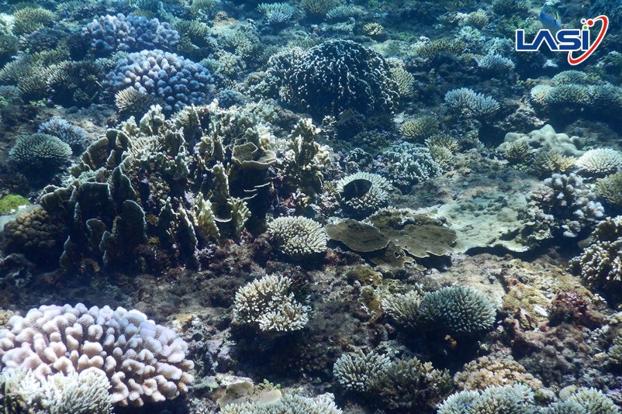 Tiềm Năng Và Thách Thức Khi Triển Khai Năng Lượng Gió Ngoài Khơi