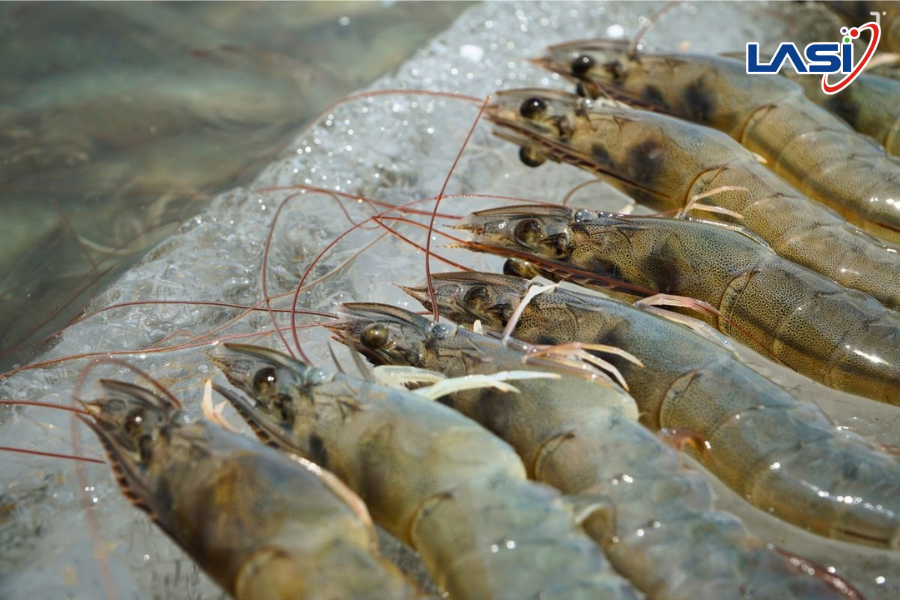 Vai Trò Quan Trọng Của Truy Xuất Nguồn Gốc Thủy Sản