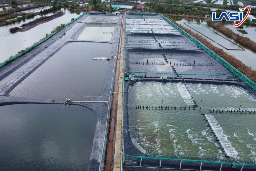 Giải Pháp Nuôi Tôm Bền Vững: Hướng Đi Dài Hạn Cho Ngành Thủy Sản