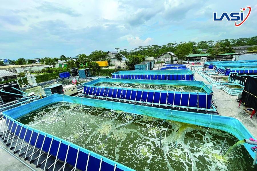 Giải Pháp Nuôi Tôm Bền Vững: Hướng Đi Dài Hạn Cho Ngành Thủy Sản