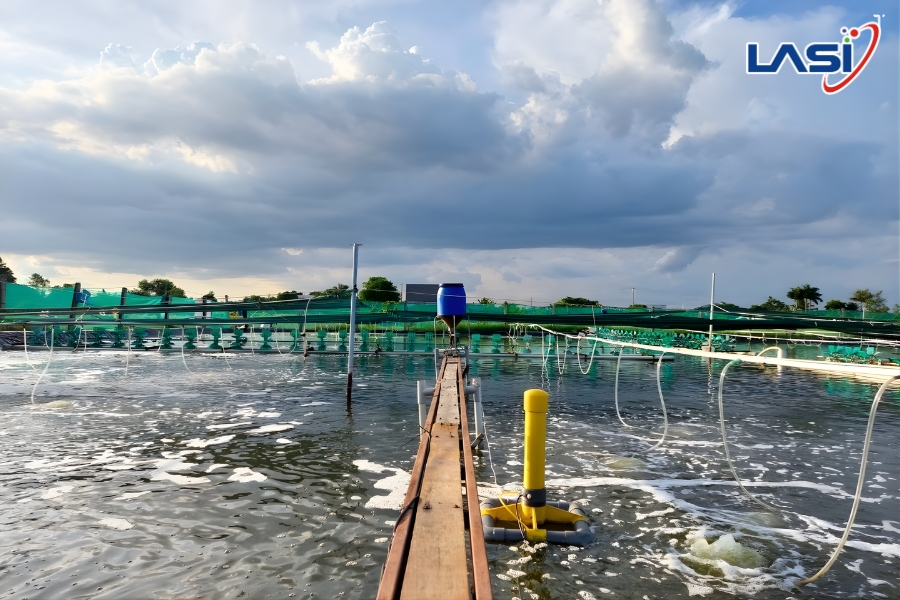 Giải Pháp Nuôi Tôm Bền Vững: Hướng Đi Dài Hạn Cho Ngành Thủy Sản