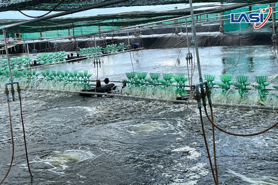 Hiểu Đúng Oxy Hòa Tan Trong Ao Nuôi Tôm Để Tối Ưu Năng Suất Vụ Nuôi