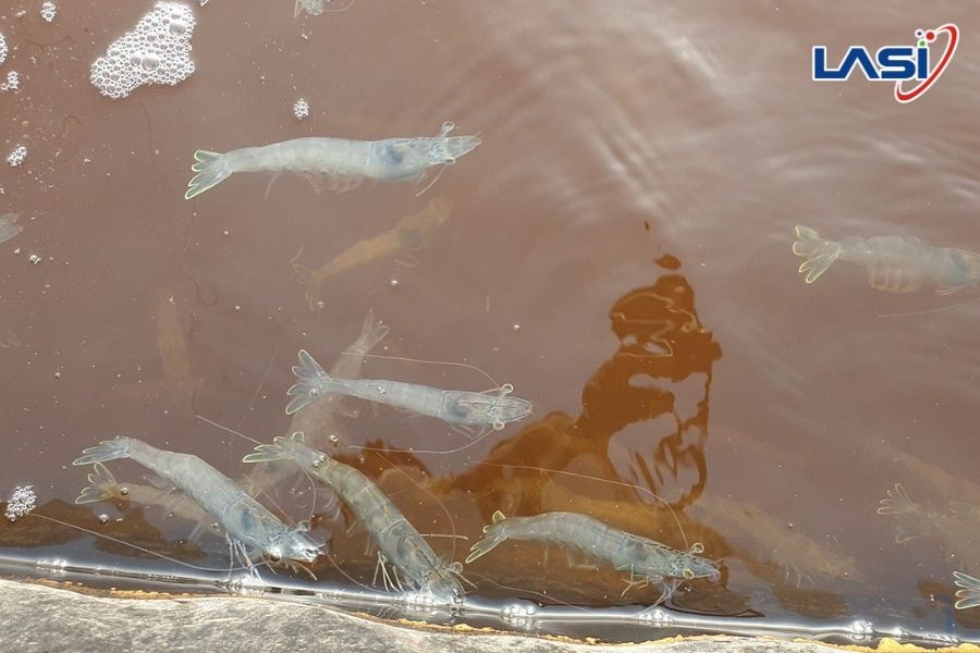 Kiểm Soát Oxy Thông Minh Cho Ao Nuôi Năng Suất Vượt Trội