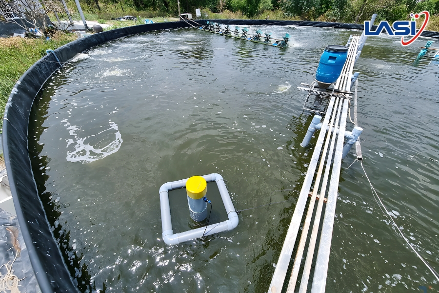 Nuôi Tôm Công Nghệ Cao - Xu Hướng Tất Yếu Của Ngành Thủy Sản Hiện Đại