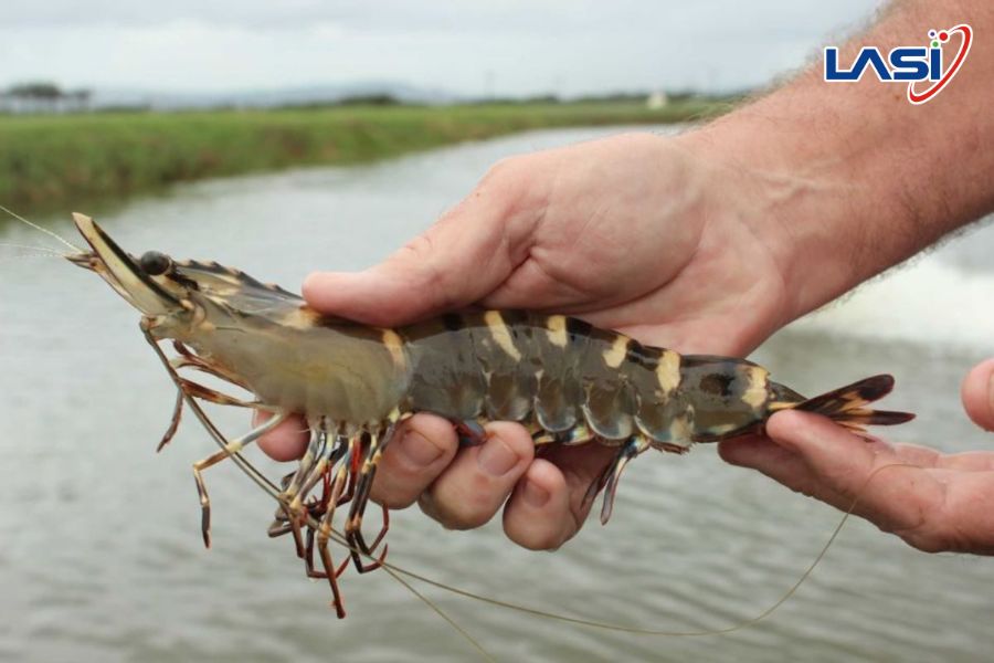 Tôm Khỏe, Năng Suất Cao Với Giải Pháp Nuôi Tôm Thông Minh