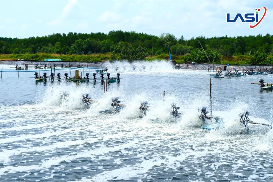 Tôm Khỏe, Năng Suất Cao Với Giải Pháp Nuôi Tôm Thông Minh