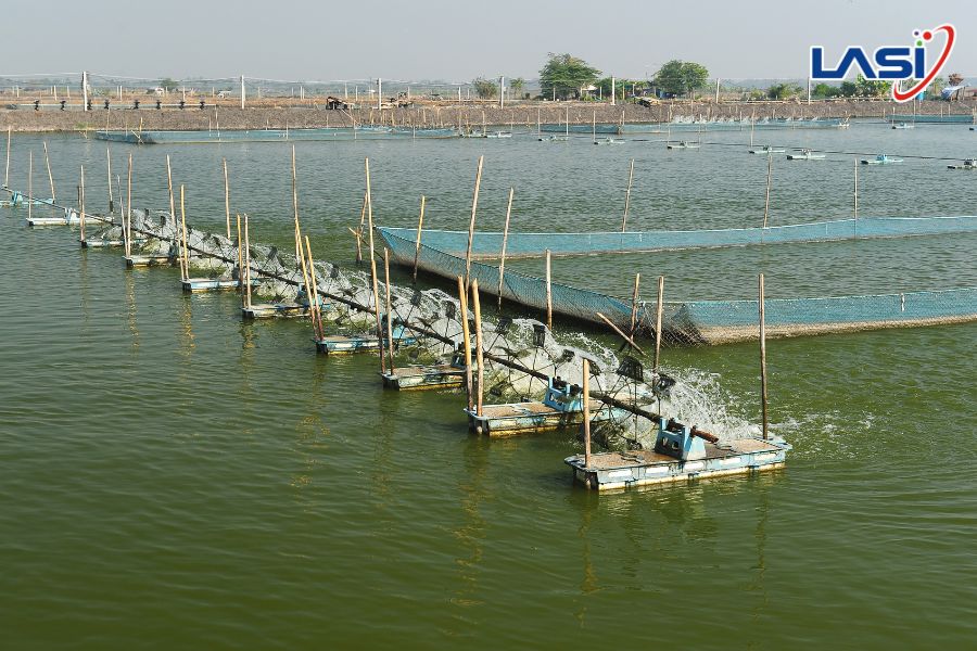 Cảnh Báo Sớm Môi Trường Ao Nuôi Tôm - Giảm Rủi Ro, Tăng Năng Suất