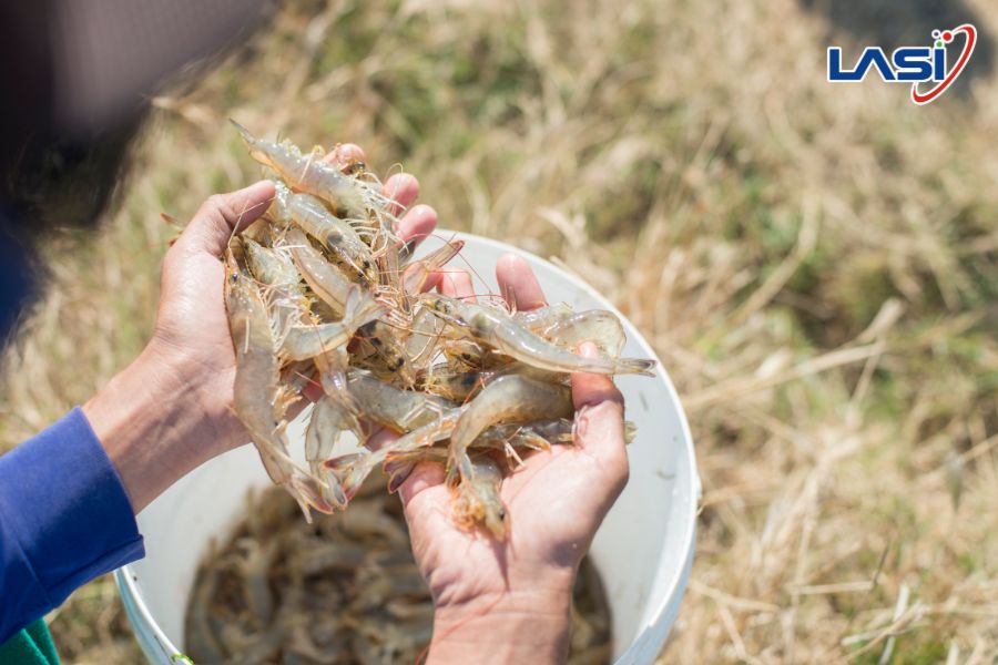 Cảnh Báo Sớm Môi Trường Ao Nuôi Tôm - Giảm Rủi Ro, Tăng Năng Suất
