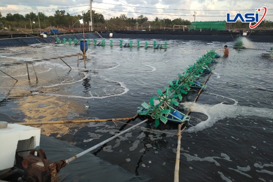 Chuỗi Giá Trị Nuôi Tôm Bền Vững: Con Đường Phát Triển Thực Thụ Cho Ngành Thủy Sản