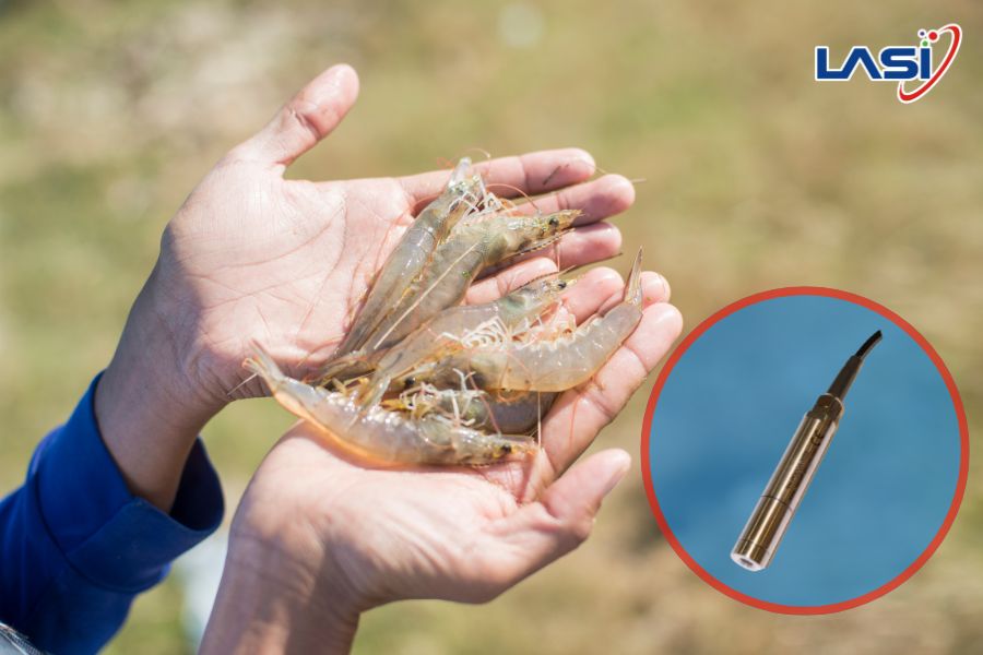 Đảm Bảo Ao Nuôi Tôm An Toàn Trong Dịp Tết Nguyên Đán