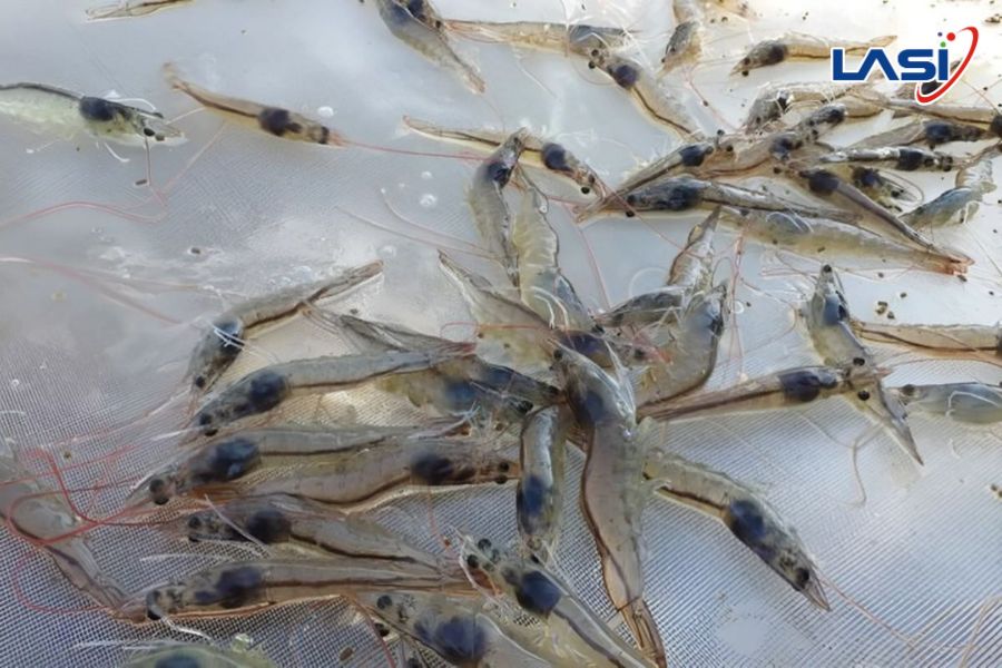 Giảm Rủi Ro Trong Nuôi Tôm: Đâu Là Giải Pháp?