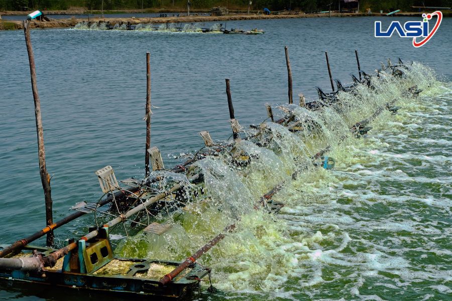 Giảm Rủi Ro Trong Nuôi Tôm: Đâu Là Giải Pháp?