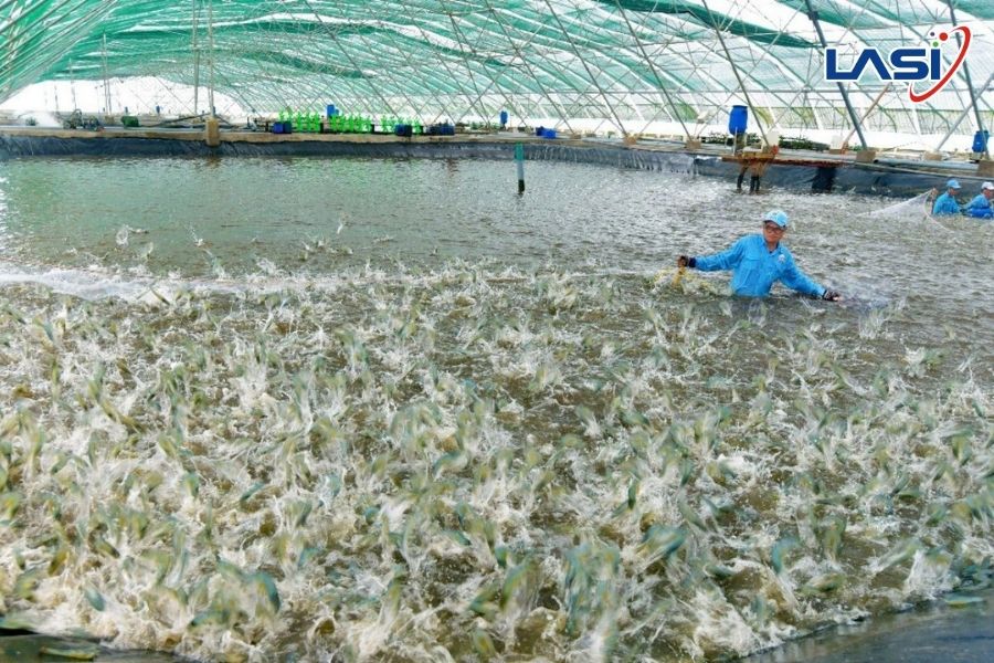 Giám Sát Sự Sống Thủy Hải Sản Qua Số Liệu Oxy Hòa Tan