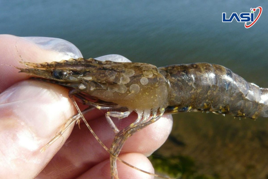 Kiểm Soát Dịch Bệnh Trong Nuôi Tôm: Giải Pháp Cốt Lõi Bảo Vệ Hiệu Quả Sản Xuất