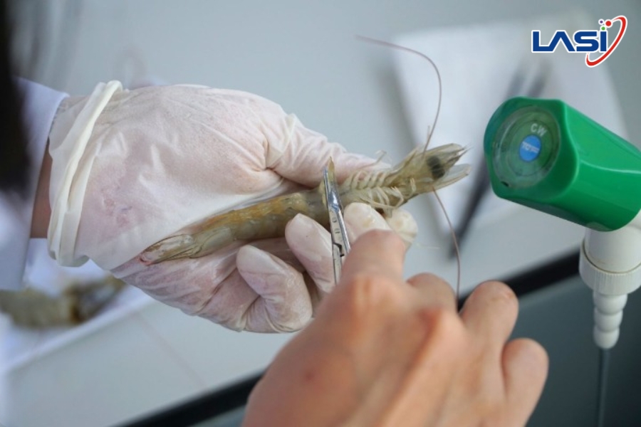 Kiểm Soát Dịch Bệnh Trong Nuôi Tôm: Giải Pháp Cốt Lõi Bảo Vệ Hiệu Quả Sản Xuất