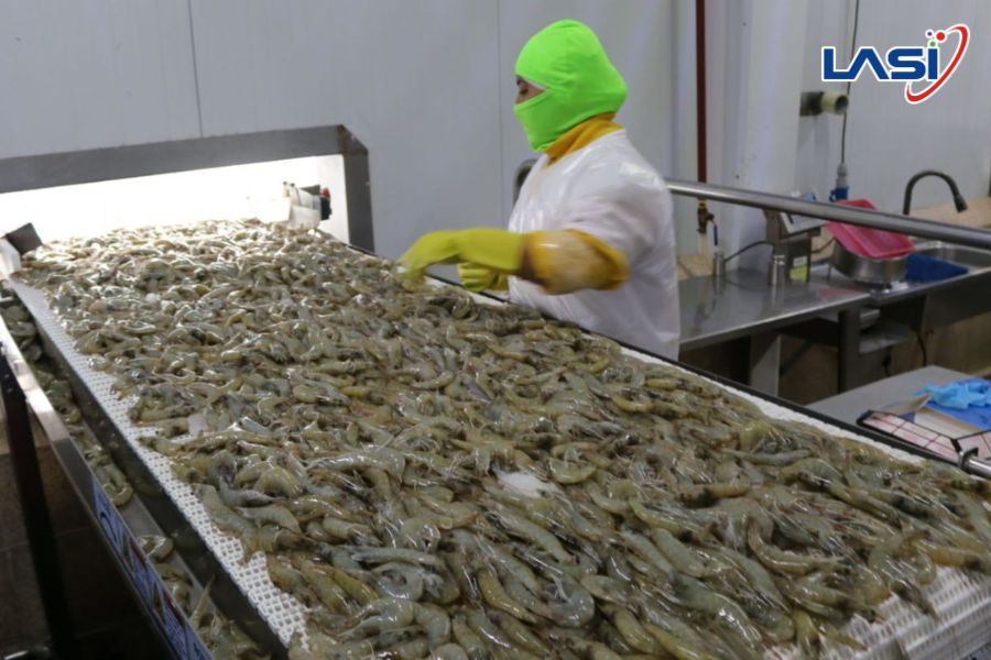 Nuôi Tôm Đạt Chuẩn ASC - Chìa Khóa Chinh Phục Thị Trường Xuất Khẩu