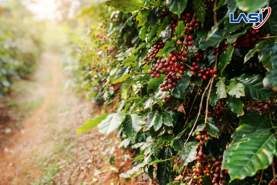 Tại Sao Nông Nghiệp Phát Thải Thấp Trở Thành Xu Hướng Tất Yếu?