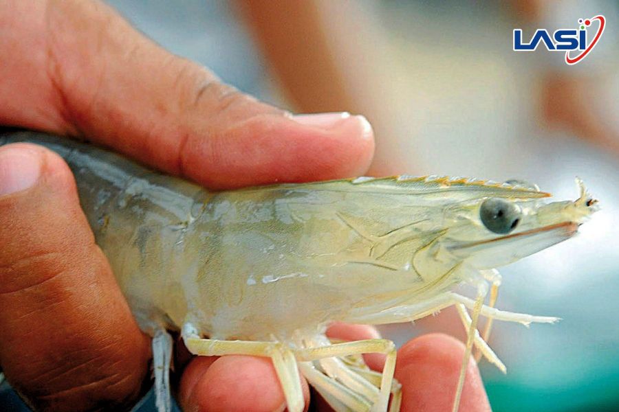 Các Bệnh Trên Tôm Thường Gặp Mà Chủ Trang Trại Cần Biết