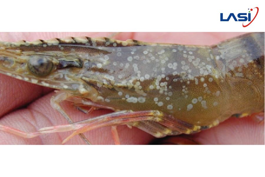 Các Bệnh Trên Tôm Thường Gặp Mà Chủ Trang Trại Cần Biết