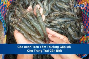 Các Bệnh Trên Tôm Thường Gặp Mà Chủ Trang Trại Cần Biết