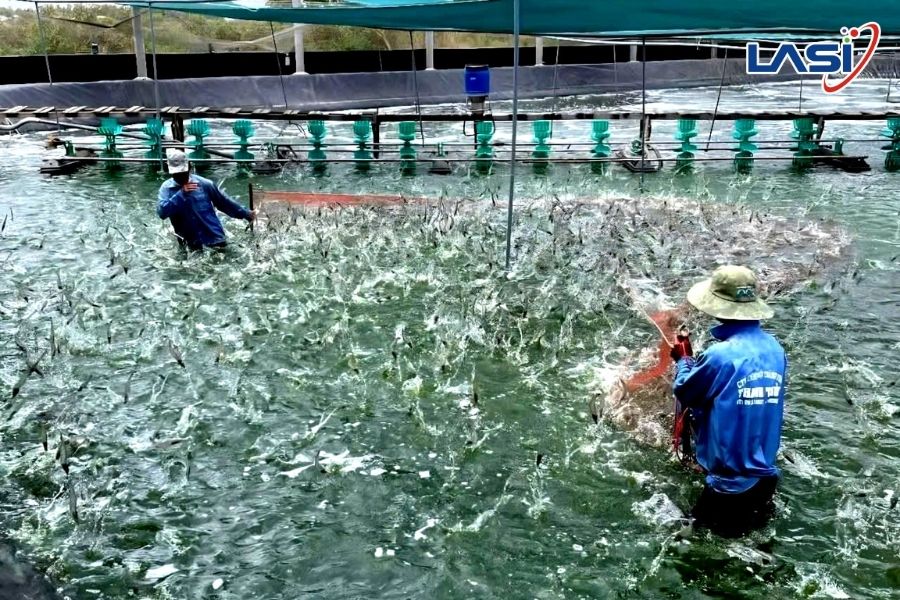 Đo Oxy Hòa Tan Thời Gian Thực Trong Nuôi Trồng Tôm