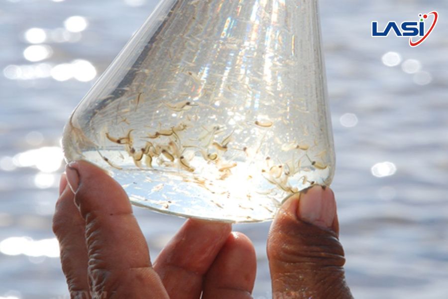 Hướng Dẫn Đảm Bảo Tôm Giống Tốt Cho Vụ Nuôi